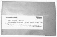 Urocystis leimbachii image